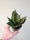 Sansevieria hahnii 'Misty Star' 3.5"