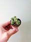 Mammillaria gracilis fragilis "Thimble Cactus" 2"