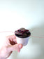 Saxifraga stolonifera Variegated "Tricolor Strawberry Begonia" 2.5"