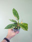 Philodendron 'Ring of Fire' 4"