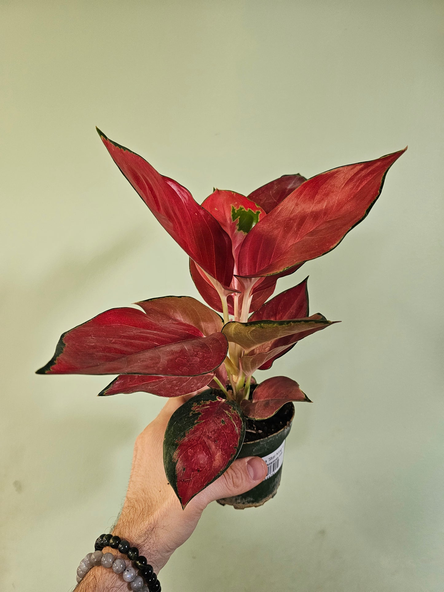 Aglaonema 'Star King' 4"