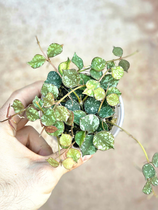 Hoya curtisii 3"