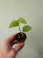 Scindapsus hederaceus 'Blue Albo' 2"
