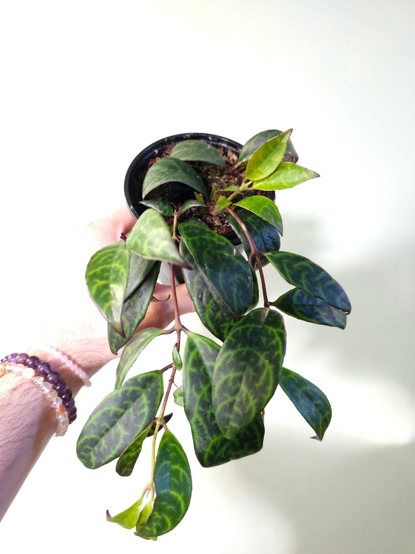 Aeschynanthus marmoratus "Black Pagoda Lipstick/Zebra Basket Vine" 4"