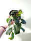 Aeschynanthus marmoratus "Black Pagoda Lipstick/Zebra Basket Vine" 4"