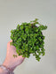 Pilea depressa 'Sao Paulo' 4"
