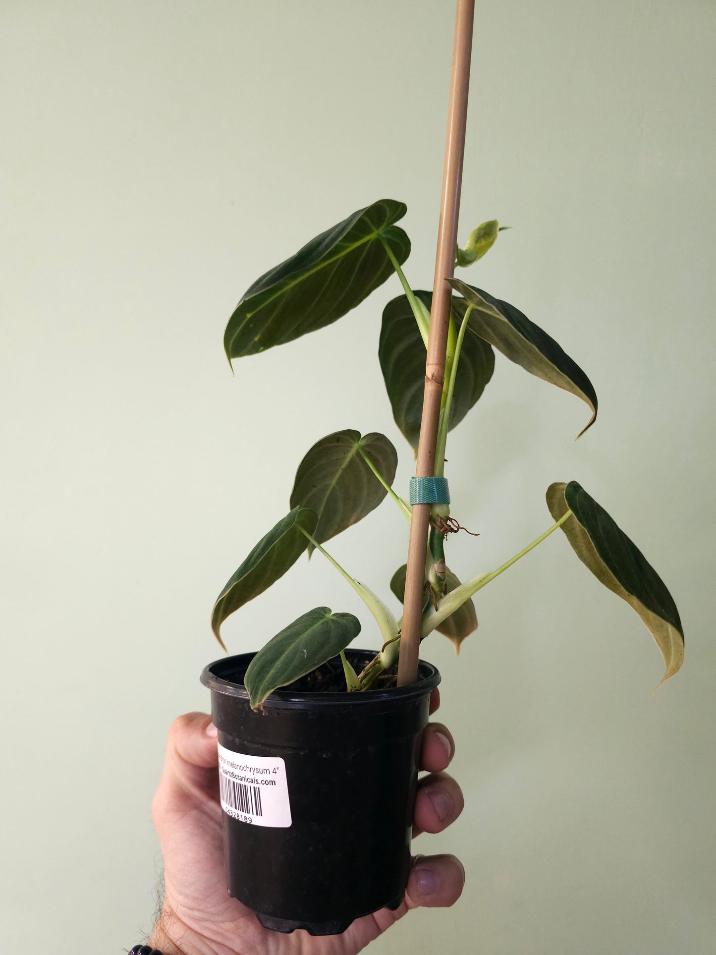 Philodendron melanochrysum 4"