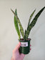 Sansevieria 'Wintergreen' 3.5"