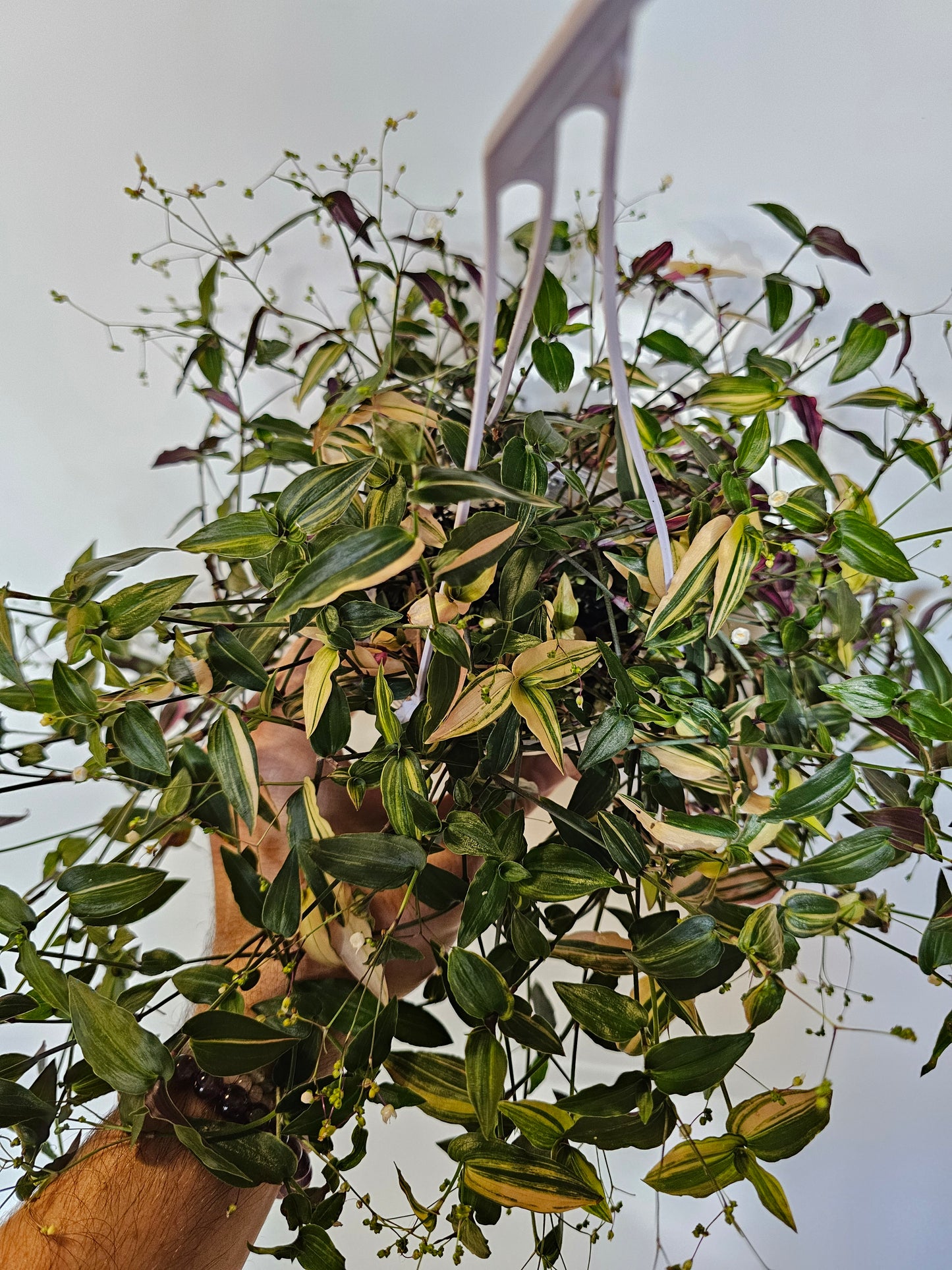 Gibasis pellucida 'Tricolor' "Variegated Bridal Veil" 4" HB