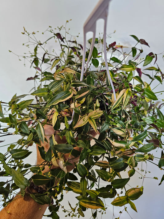 Gibasis pellucida 'Tricolor' "Variegated Bridal Veil" 4" HB