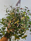Gibasis pellucida 'Tricolor' "Variegated Bridal Veil" 4" HB