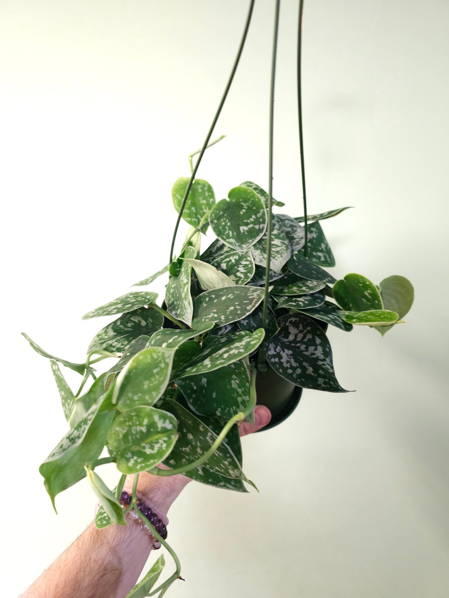 Scindapsus argyraeus 6" HB