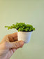 Pilea depressa 'Tiny Tears' 2.5"