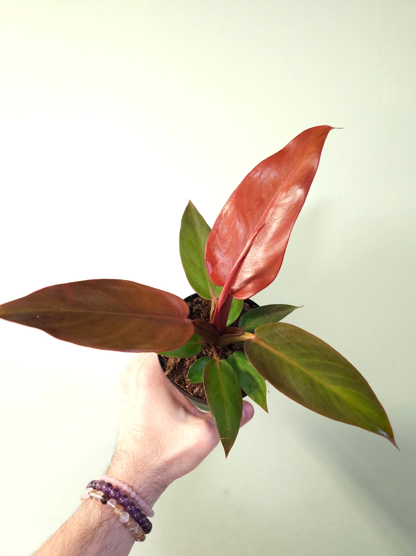 Philodendron 'Sun Red' 4"