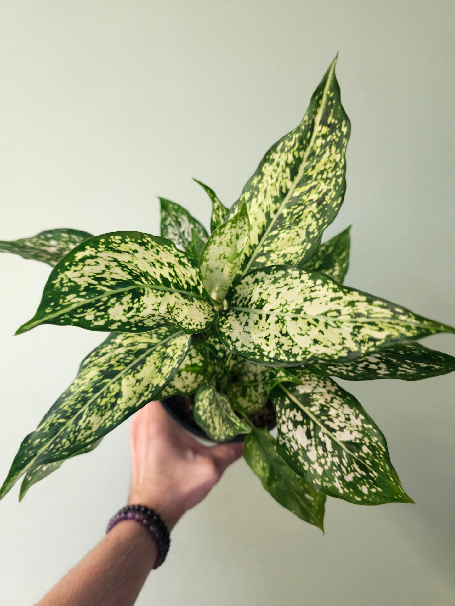 Aglaonema 'Snow White' 6"