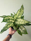 Aglaonema 'Snow White' 6"