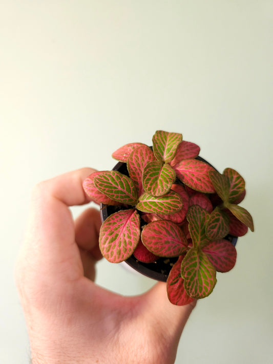 Fittonia albivenis 'Strawberry Blossom' Nerve Plant 2.5"