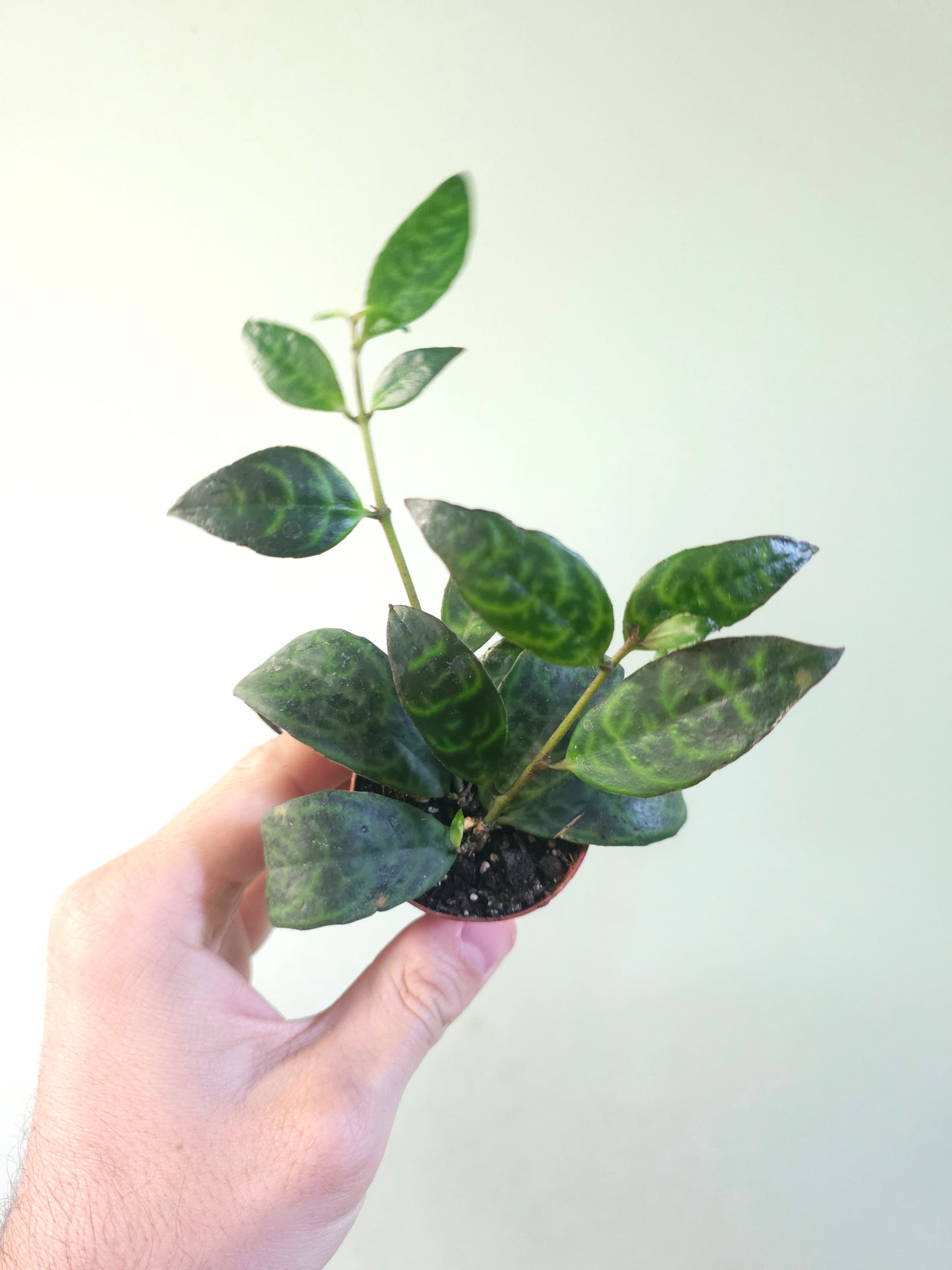 Aeschynanthus marmoratus "Black Pagoda Lipstick/Zebra Basket Vine" 2"