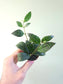 Aeschynanthus marmoratus "Black Pagoda Lipstick/Zebra Basket Vine" 2"