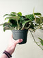 Scindapsus pictus 'Silver Splash' 6”