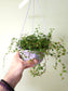 Ficus pumila 'Quercifolia' "String of Frogs" 6" HB