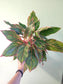 Aglaonema 'Moonstone' 6"
