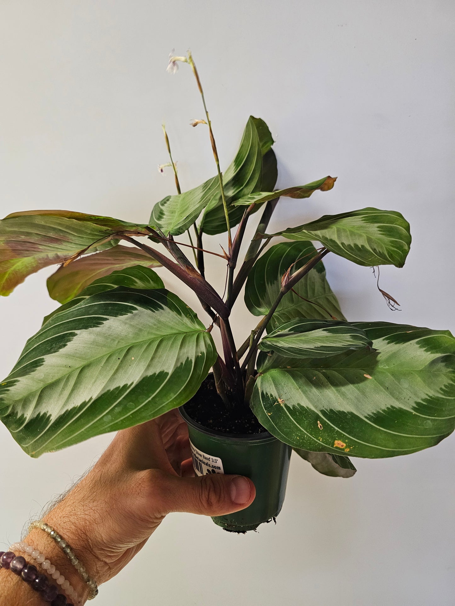 Maranta leuconeura 'Silver Band' 3.5"