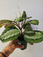 Maranta leuconeura 'Silver Band' 3.5"