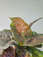 Syngonium 'Merry Maria' 3.5"