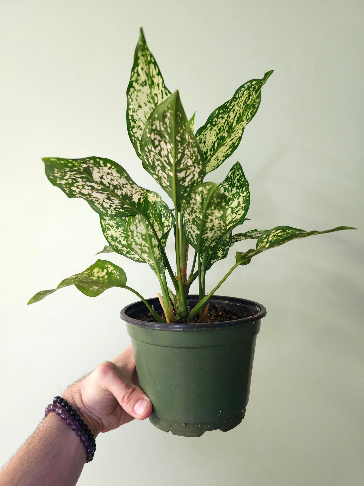 Aglaonema 'Snow White' 6"