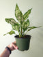 Aglaonema 'Snow White' 6"