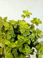 Callisia repens 'Gold' 5"