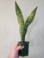 Sansevieria trifasciata 'Laurentii' 3.5"