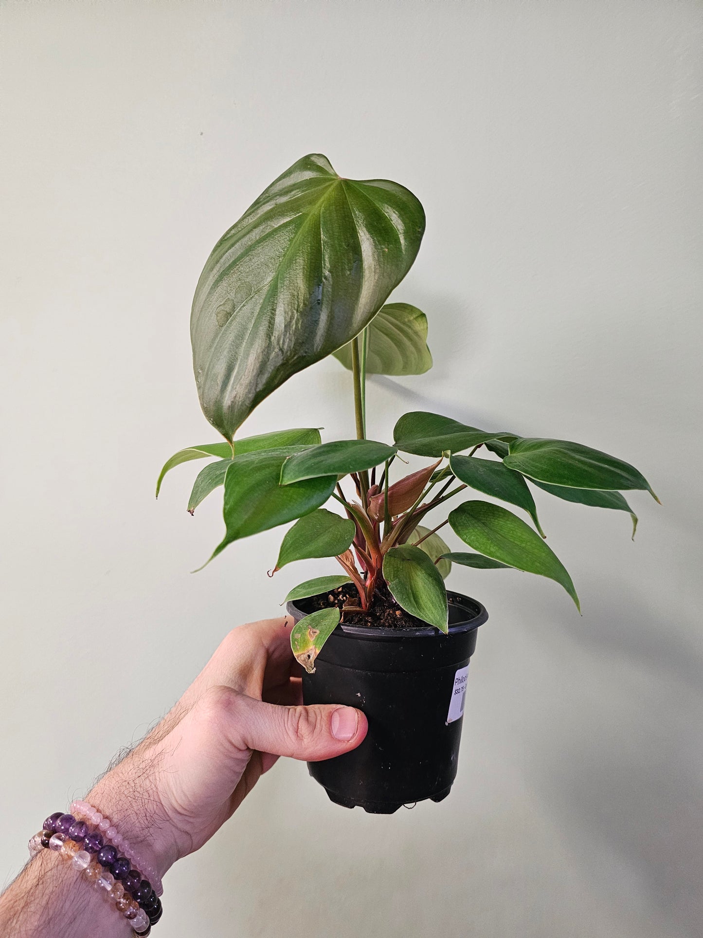 Philodendron lynamii 4"