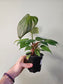 Philodendron lynamii 4"