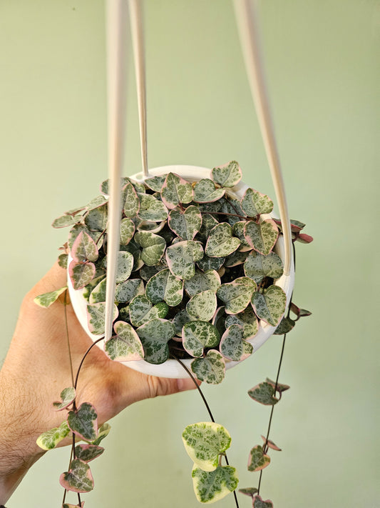 Ceropegia woodii "Variegated String of Hearts" 4.5" HB
