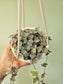 Ceropegia woodii "Variegated String of Hearts" 4.5" HB