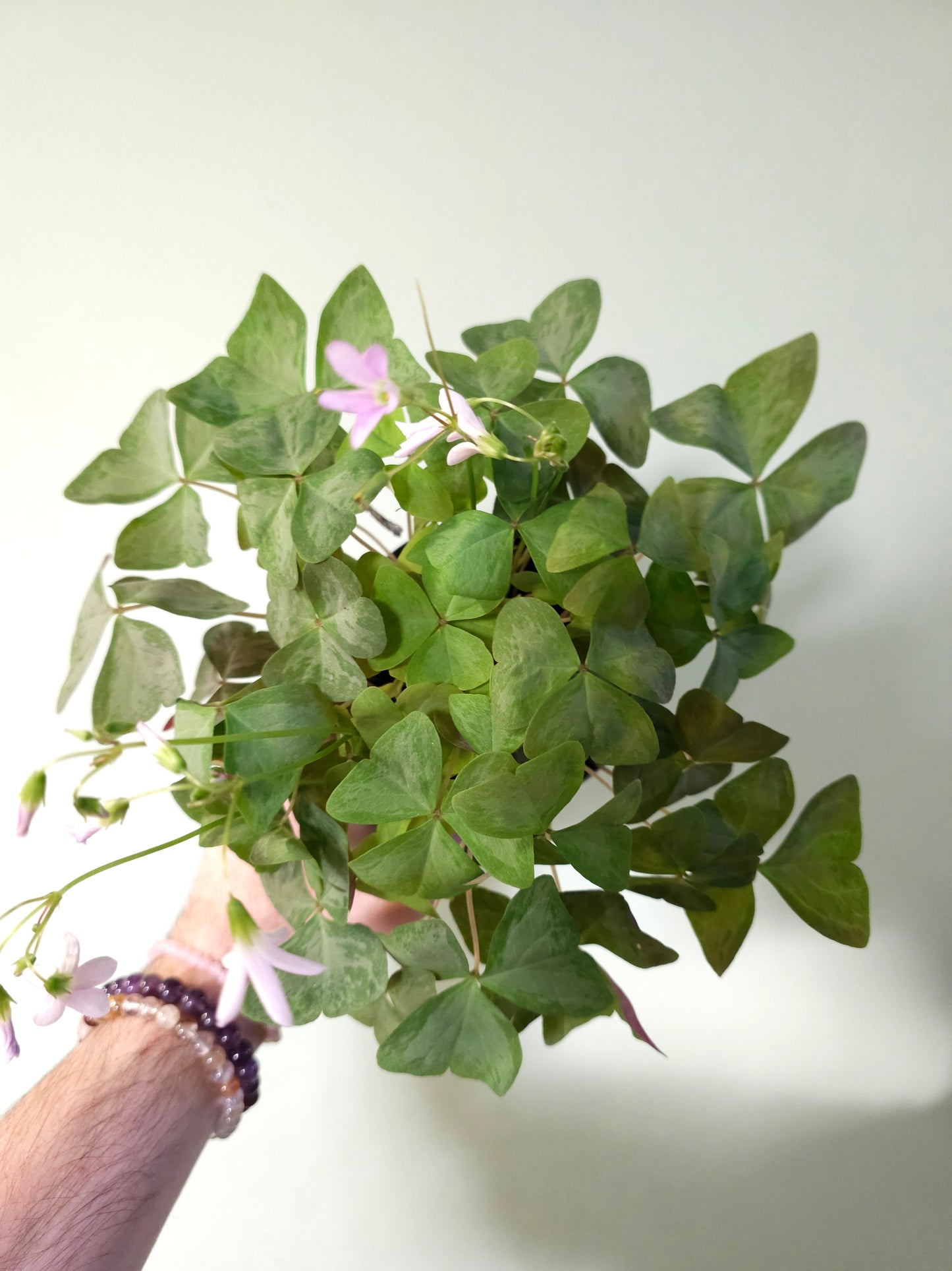 Oxalis triangularis 'Mystic Mist' 4.5"