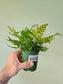 Dryopteris erythrosora "Autumn Fern" 3.5"