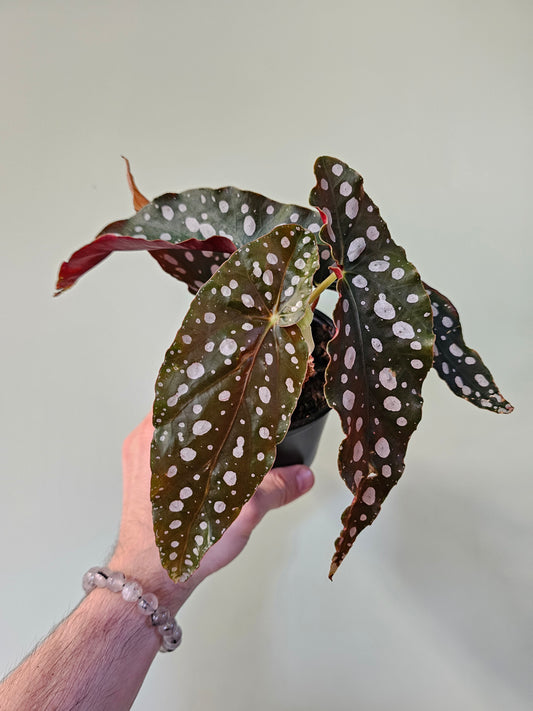 Begonia maculata 4.5"