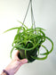 Chlorophytum comosum 'Bonnie' Curly Spider Plant SOLID GREEN 6" HB
