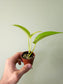 Epipremnum aureum 'Neon' Pothos 2"