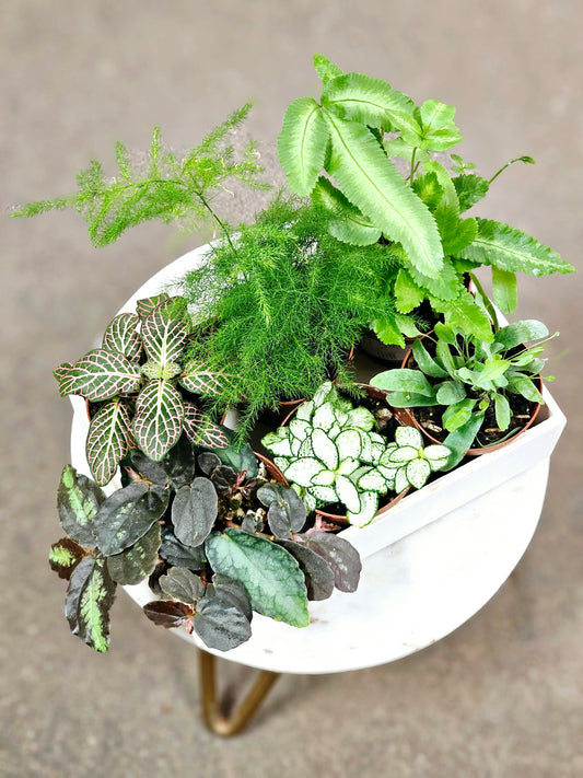 SAAM Auction - Terrarium Plants Starter Pack