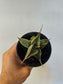 Sansevieria pinguicula "Walking Snake Plant" 4"