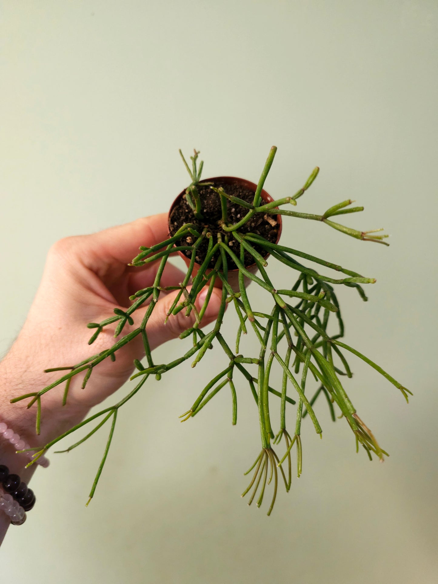 Rhipsalis burchellii 2"
