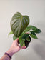 Philodendron lynamii 4"