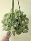 Fittonia albivenis 'White Angel' 6" HB