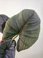 Alocasia 'Reginae' 4"