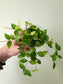 Peperomia quadrangularis "Beetle Plant" 4"