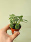Fittonia albivenis 'White Angel' Nerve Plant 2.5"